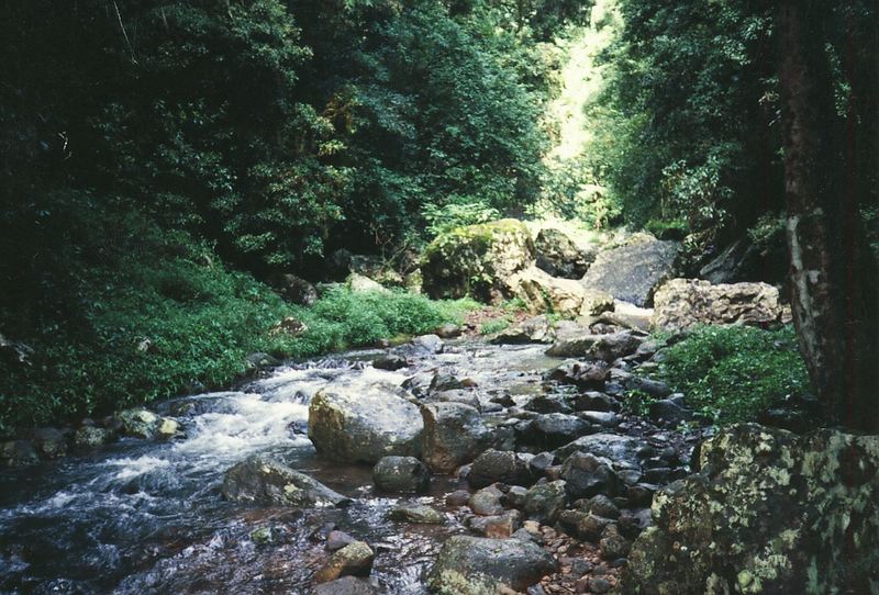 Jungle Stream