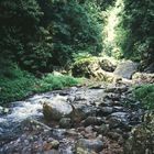 Jungle Stream