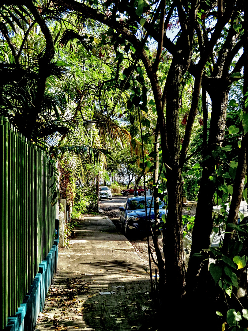 jungle street