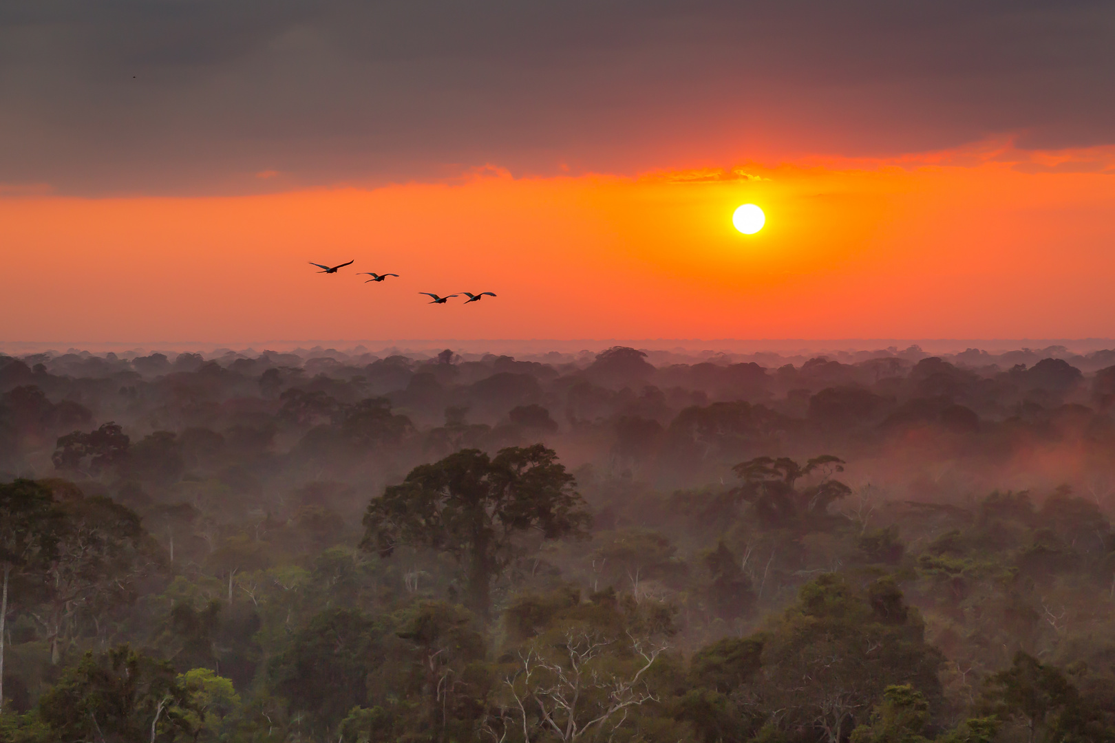 Jungle Sunrise