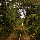 Jungle train