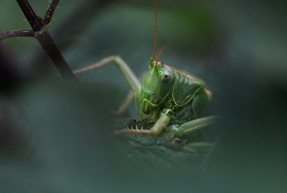 jungle warrior