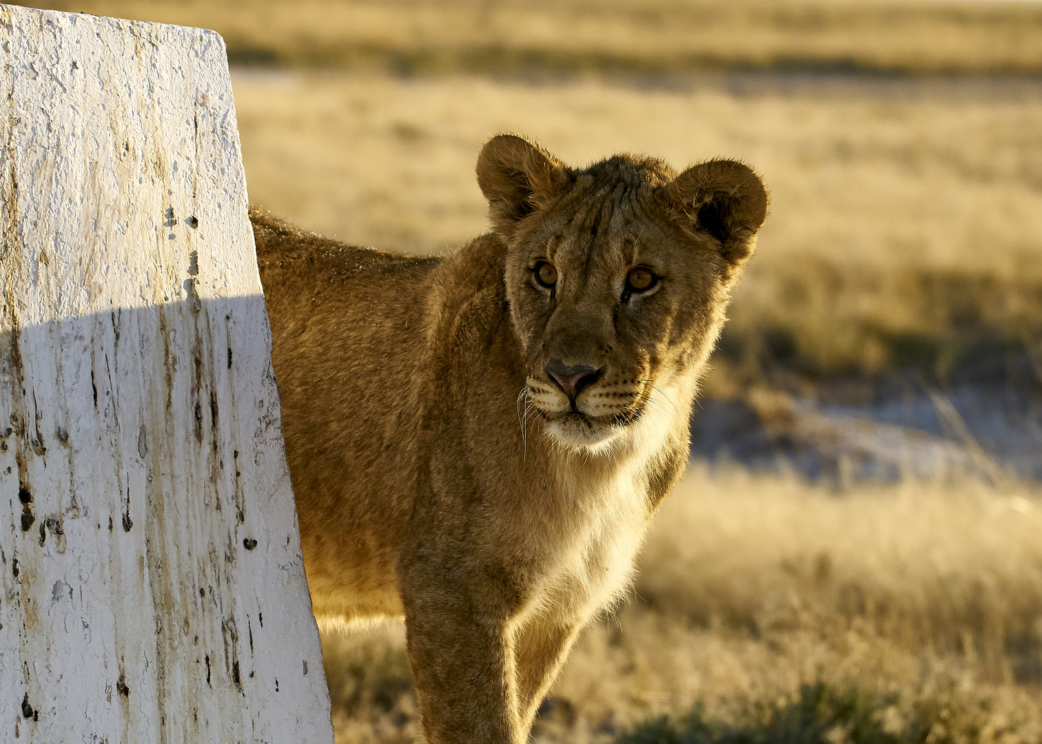 Junglöwe im Etosha NP