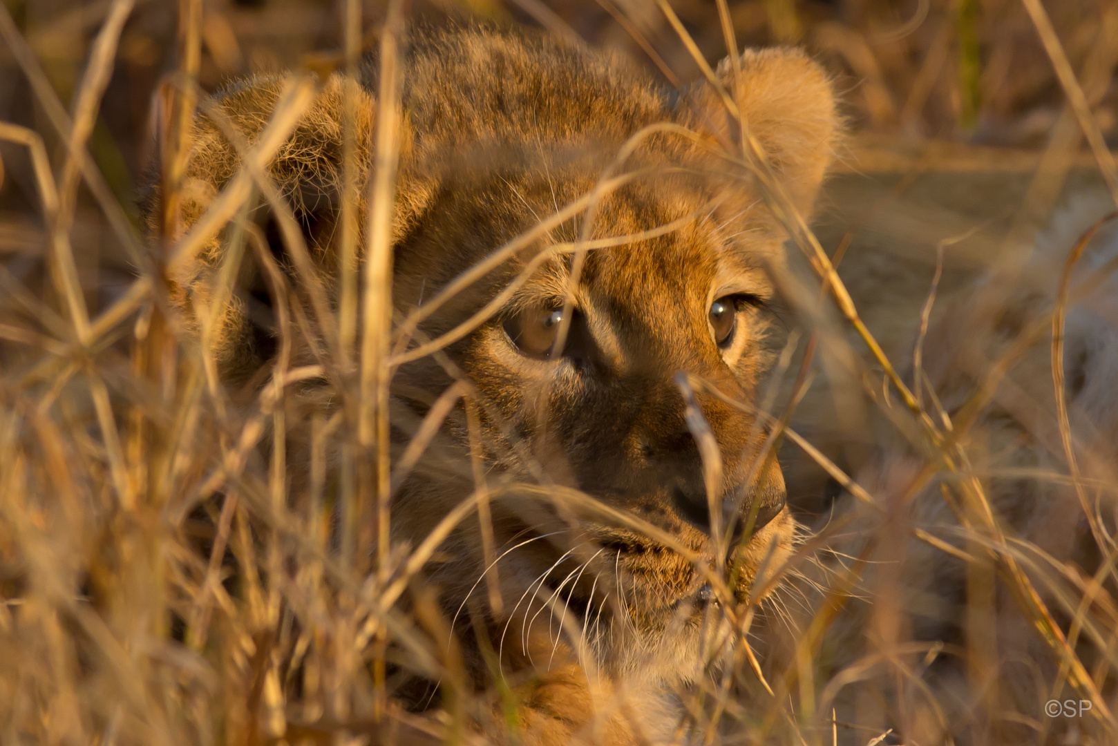 Junglöwe im Moremi National Park, Botswana