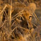 Junglöwe im Moremi National Park, Botswana