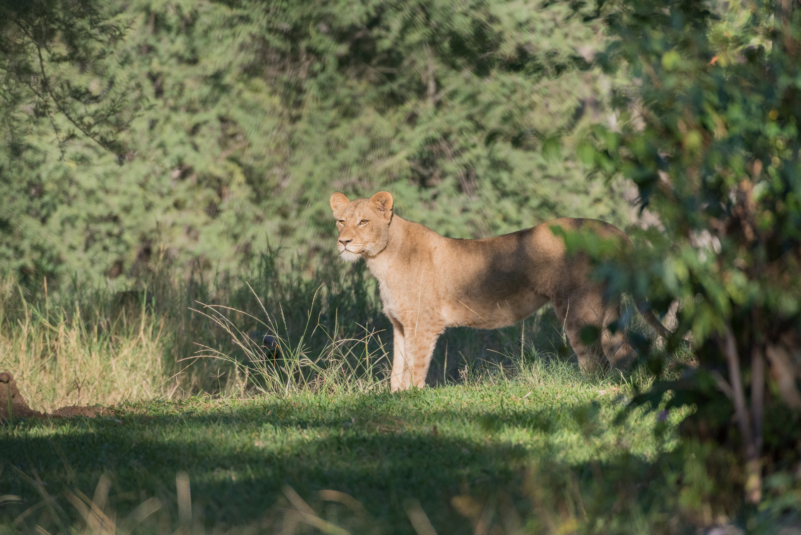 Junglöwe (Panthera leo)