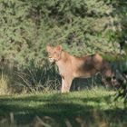 Junglöwe (Panthera leo)