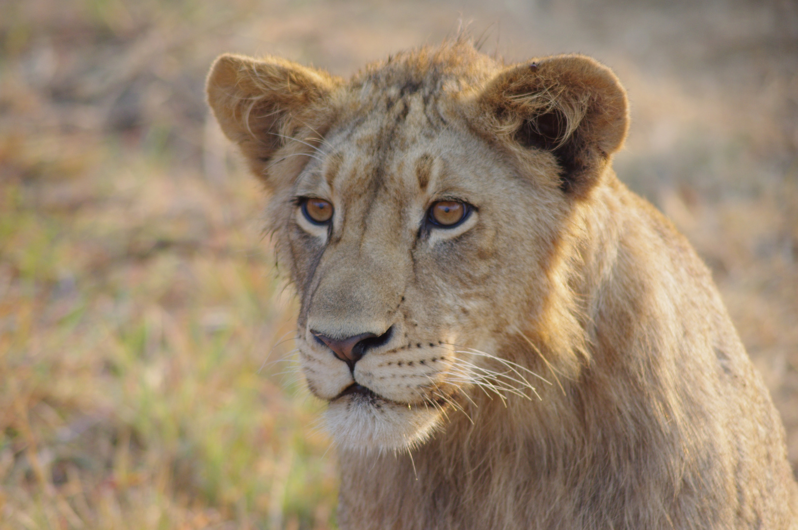 Junglöwerich, Thanda, Südafrika 2013