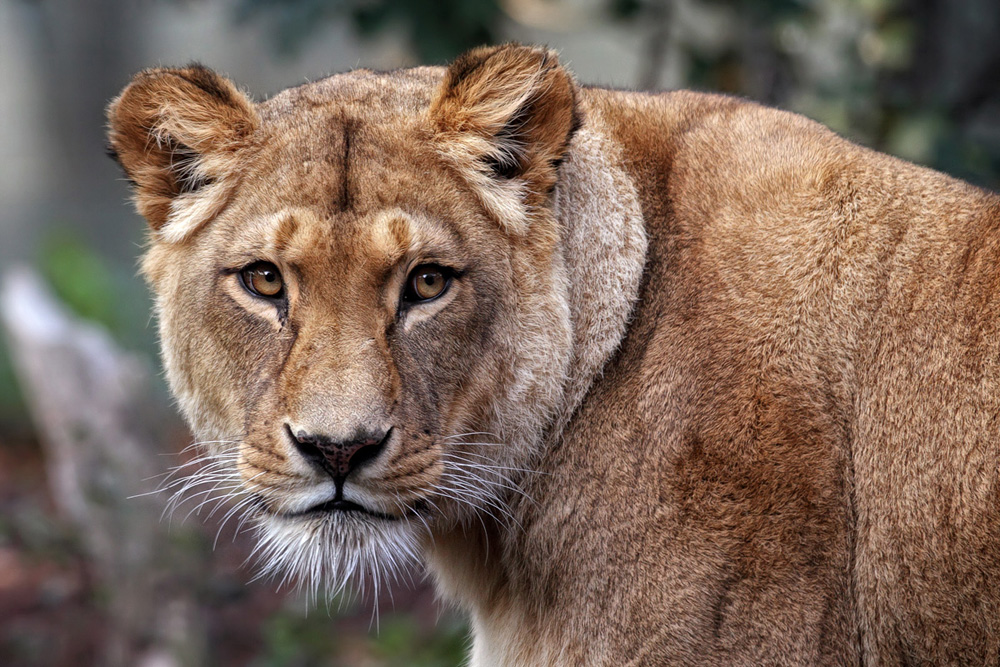 Junglöwin im Tiergarten Schönbrunn