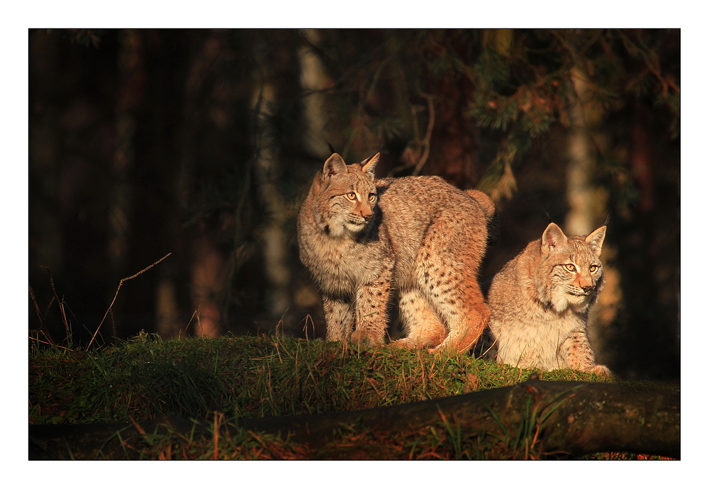 Jungluchse im Abendlicht