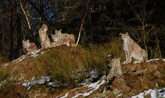 Jungluchse im Wildpark Warstein - 11.2.12