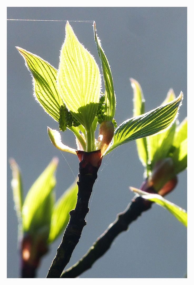 Jungmädchenfrühling