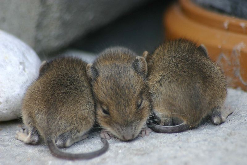 Jungmäuse beim Mittagsschlaf