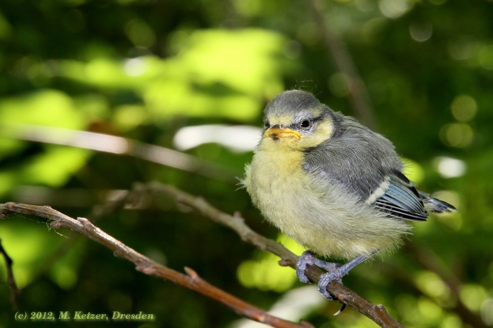 Jungmeise, frisch dem Nest entflogen