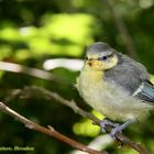 Jungmeise, frisch dem Nest entflogen