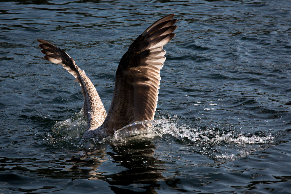 Jungmöve beim Fischfang