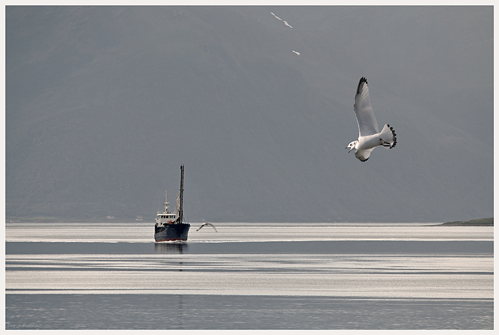 Jungmöwe am Ullsfjord