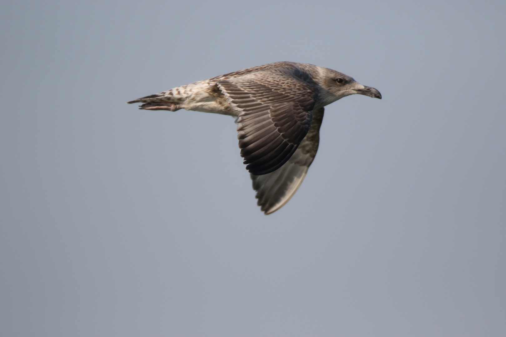 Jungmöwe auf dem Weg nach Cuxhaven