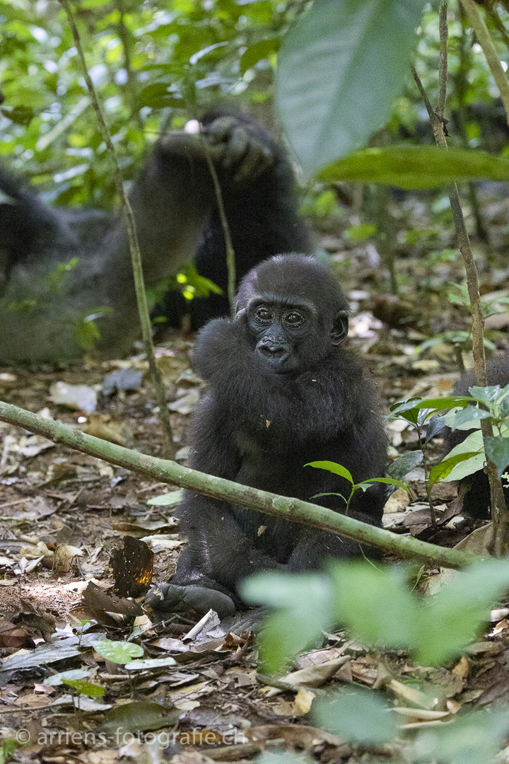 Jungorilla mit Silverback