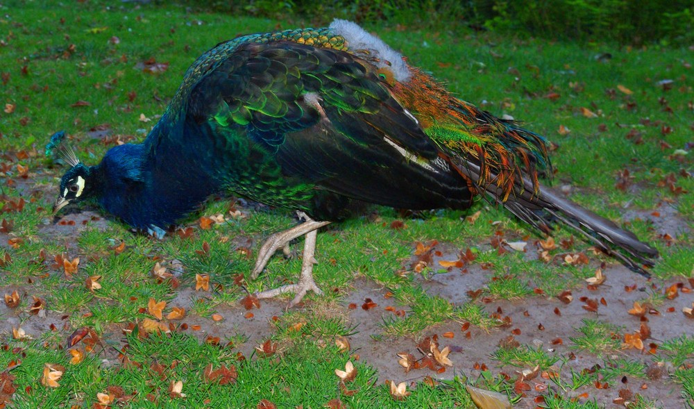 jungpfau..... ne idee am farbregler gespielt... :-)