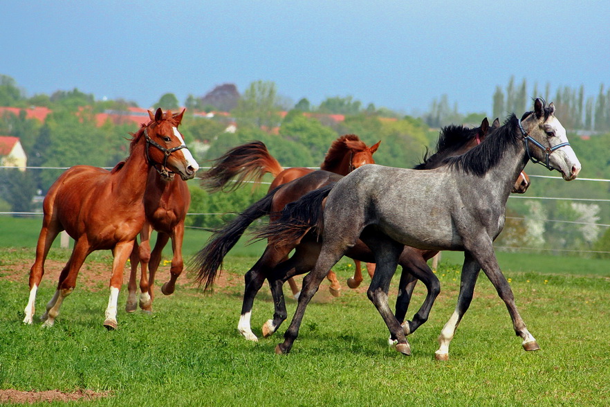 Jungpferdegruppe auf der Wiese