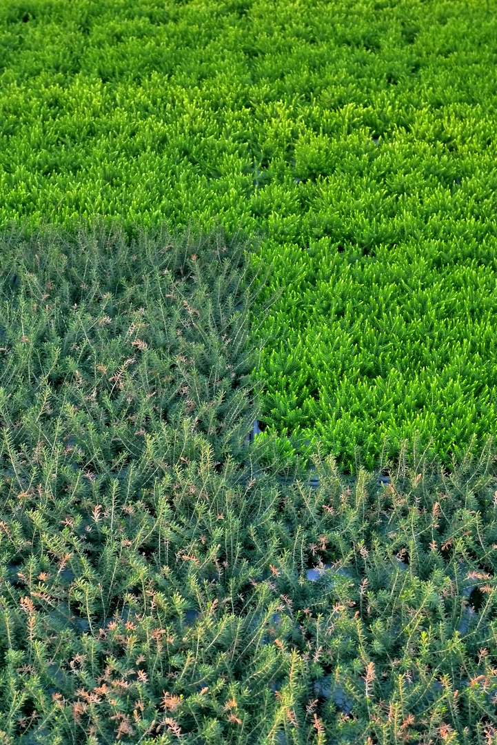 Jungpflanzen im Treibhaus