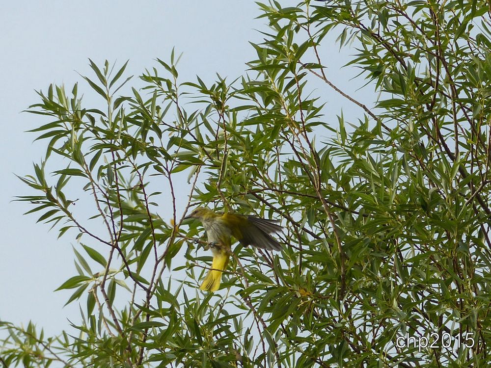 Jungpirol im Landeanflug