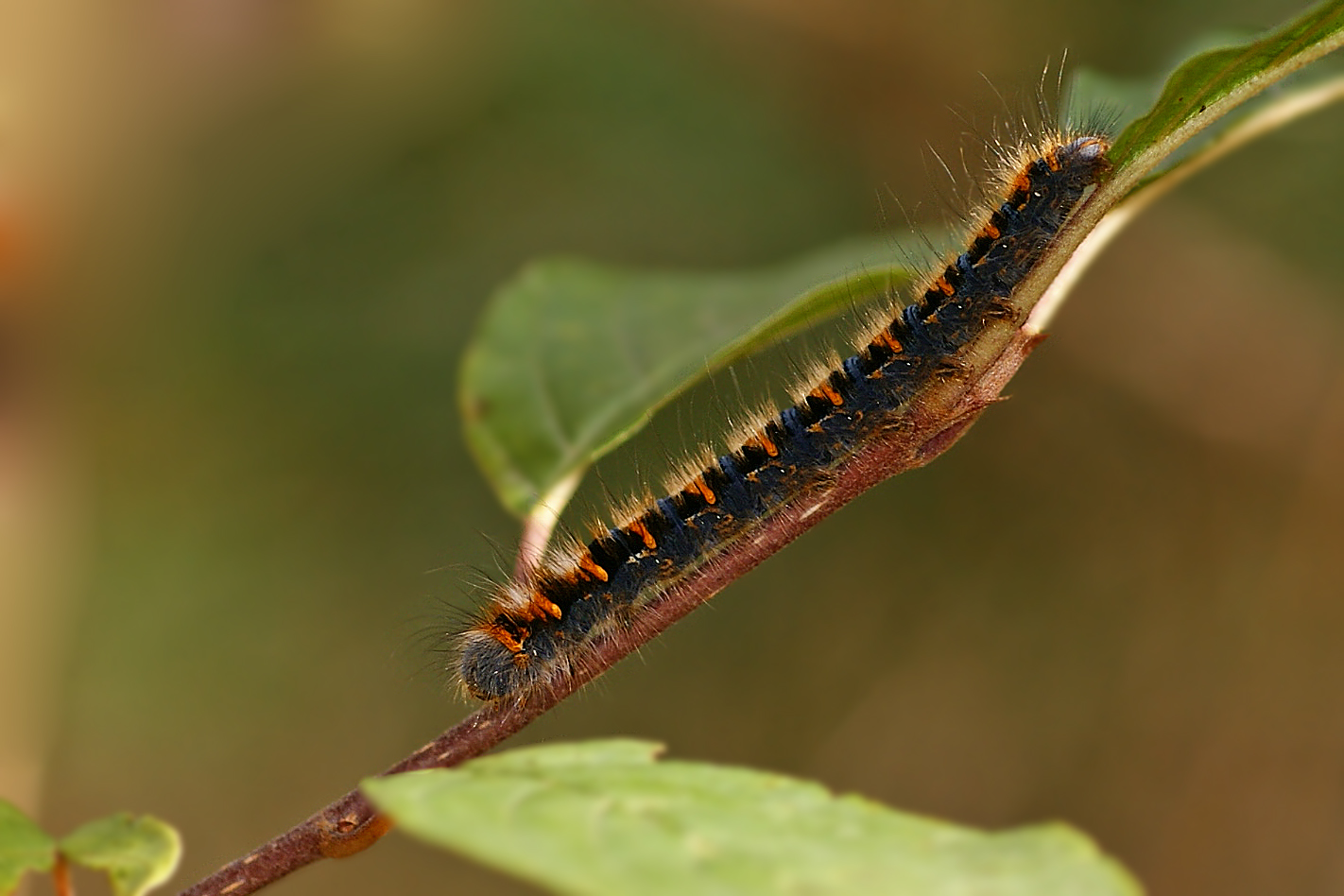 Jungraupe des Eichenspinners (Lasiocampa quercus)