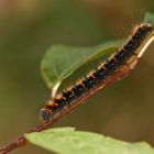 Jungraupe des Eichenspinners (Lasiocampa quercus)