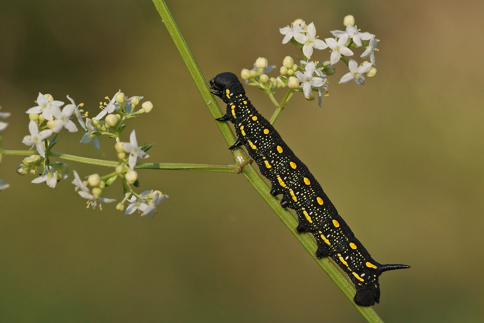 Jungraupe des Labkrautschwärmers (Hyles gallii) 2