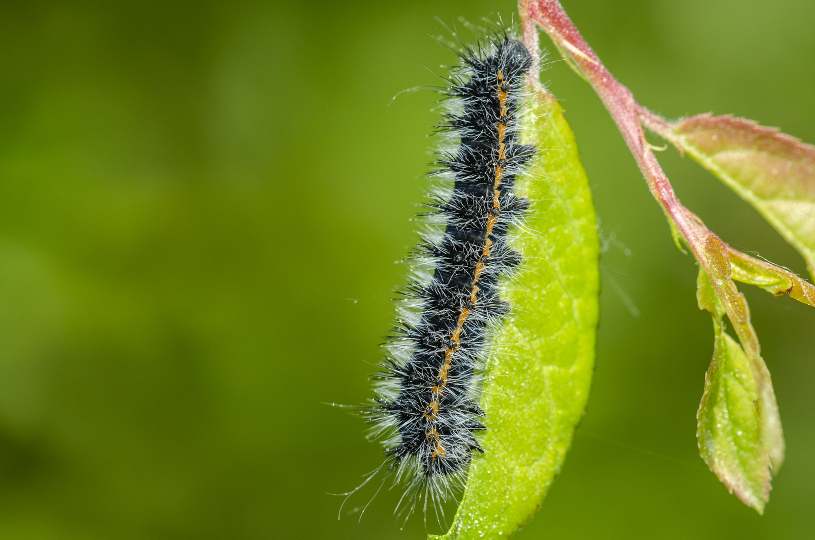 Jungraupe des Nachtpfauenauges (Saturnia pavonia)