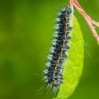 Jungraupe des Nachtpfauenauges (Saturnia pavonia)