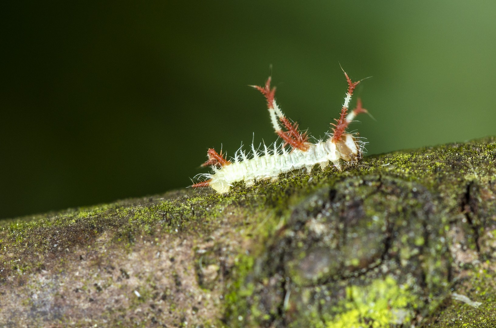 Jungraupe des Nagelfleck (Aglia tau)