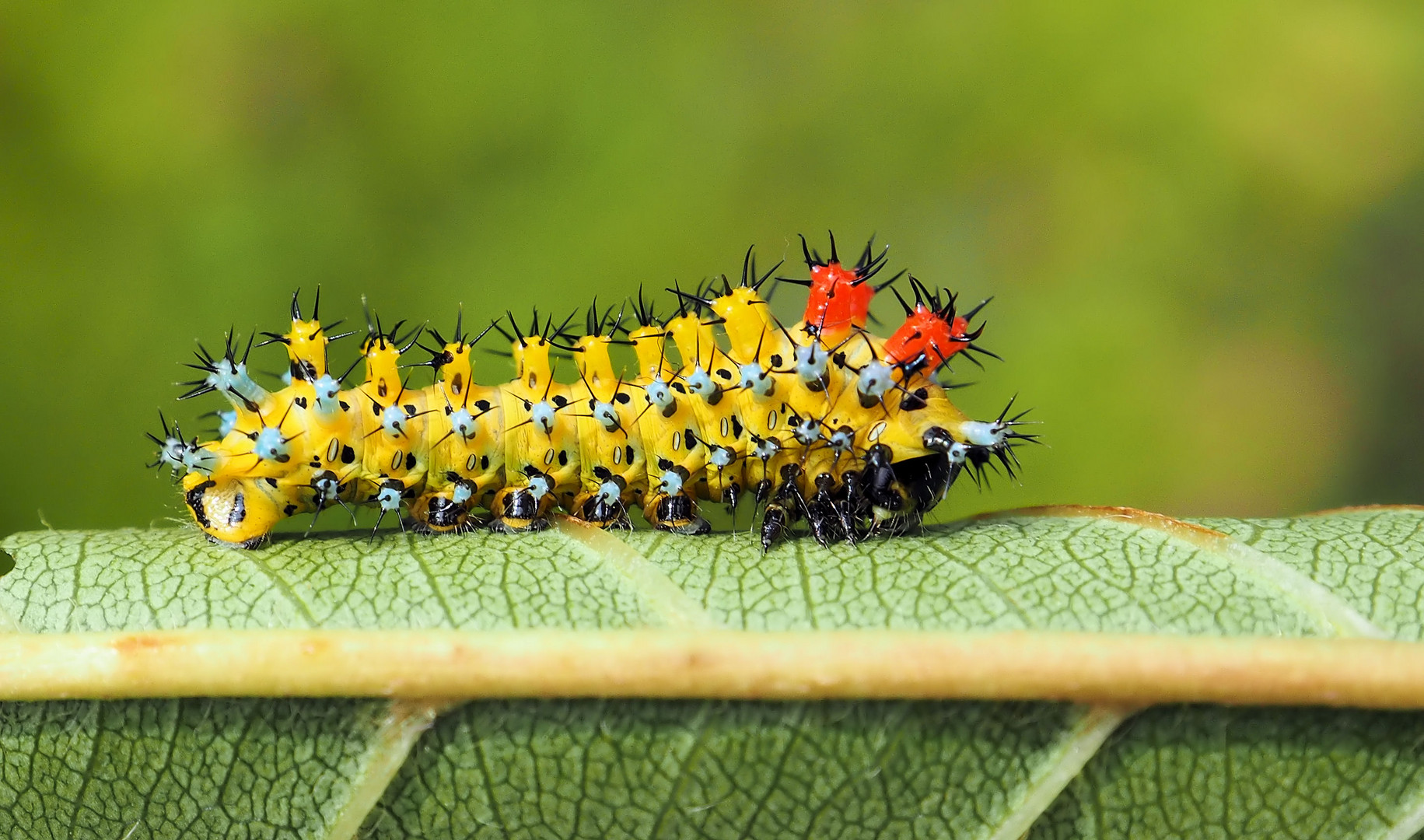 Jungraupe von Hyalophora cecropia ca 2,5 cm aber schon sehr bunt ;)