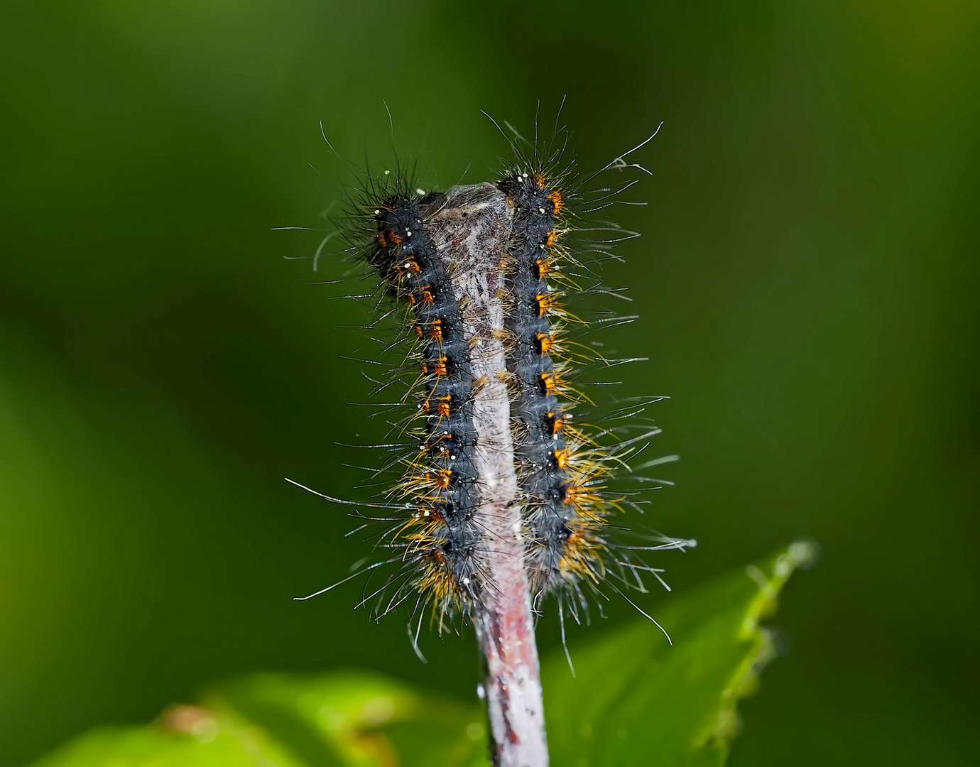 Jungraupen vom Eichenspinner (Lasiocampa quercus)