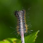 Jungraupen vom Eichenspinner (Lasiocampa quercus)