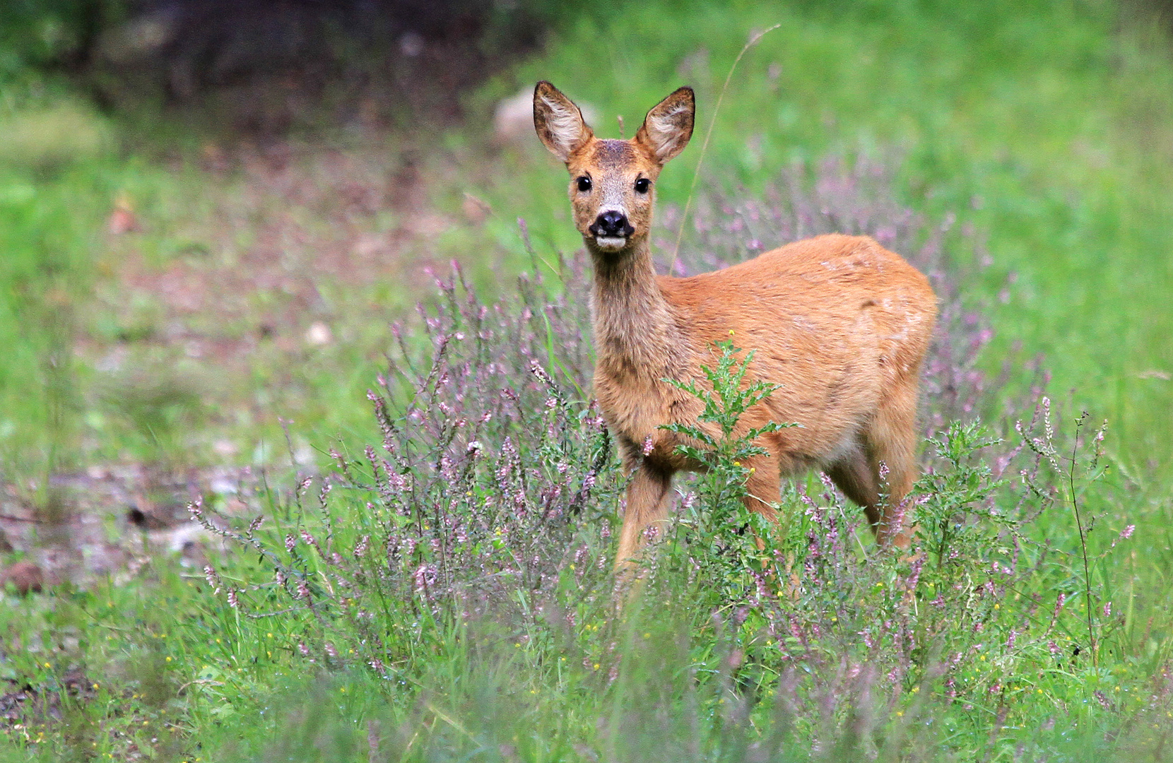 Jungreh im Wald 