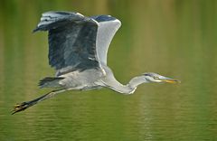 Jungreiher erste Flugversuche