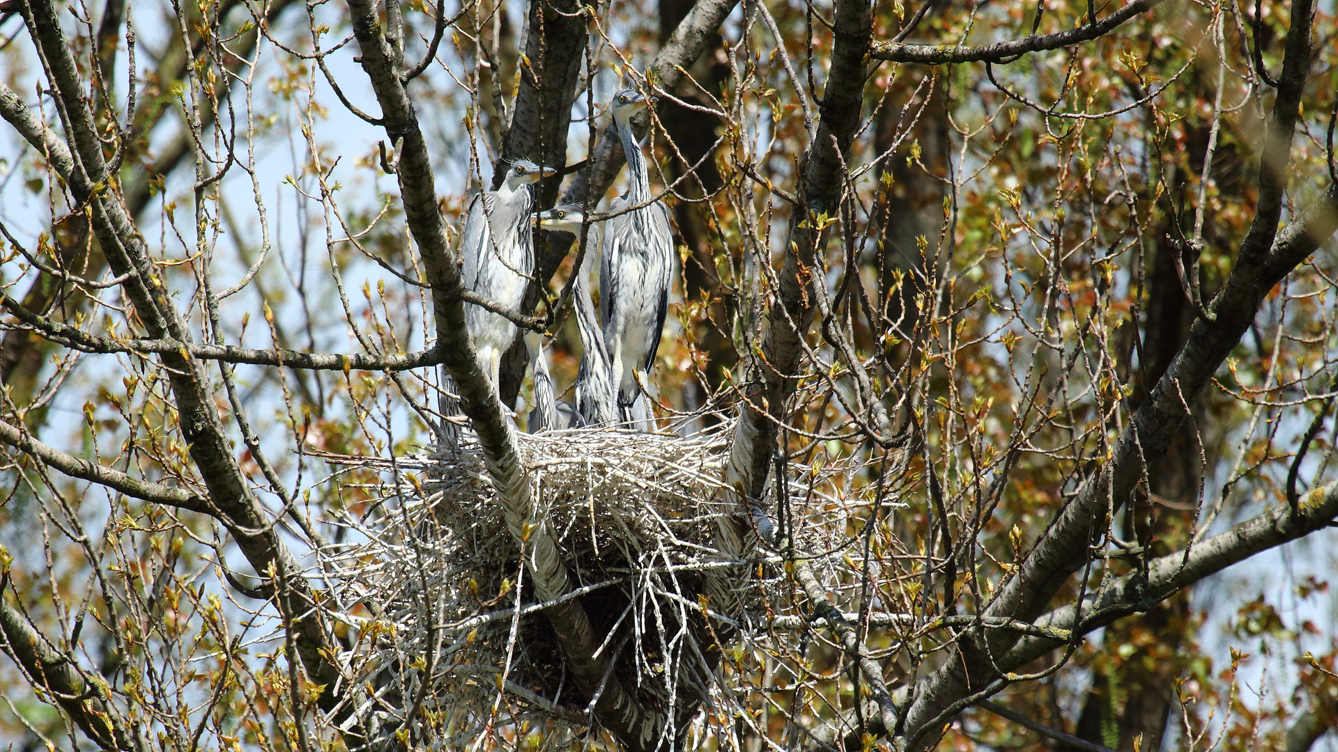 Jungreiher im Nest 02