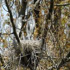 Jungreiher im Nest 02