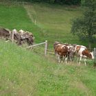 Jungrinder auf der Weide