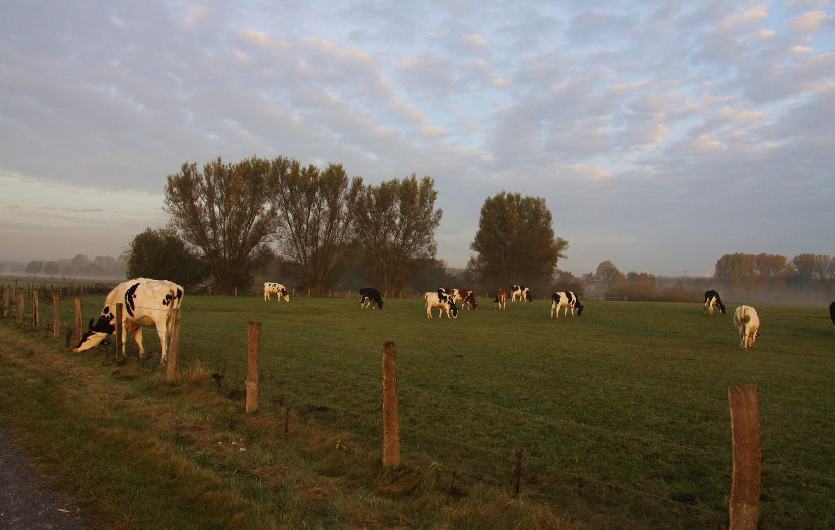 Jungrinder bei Sonnenaufgang