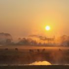 Jungrinder im Morgennebel der Lippeauen