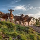 Jungrinder in der Morgensonne