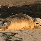 Jungrobbe am Strand vom Seezeichenhafen Wittdün 