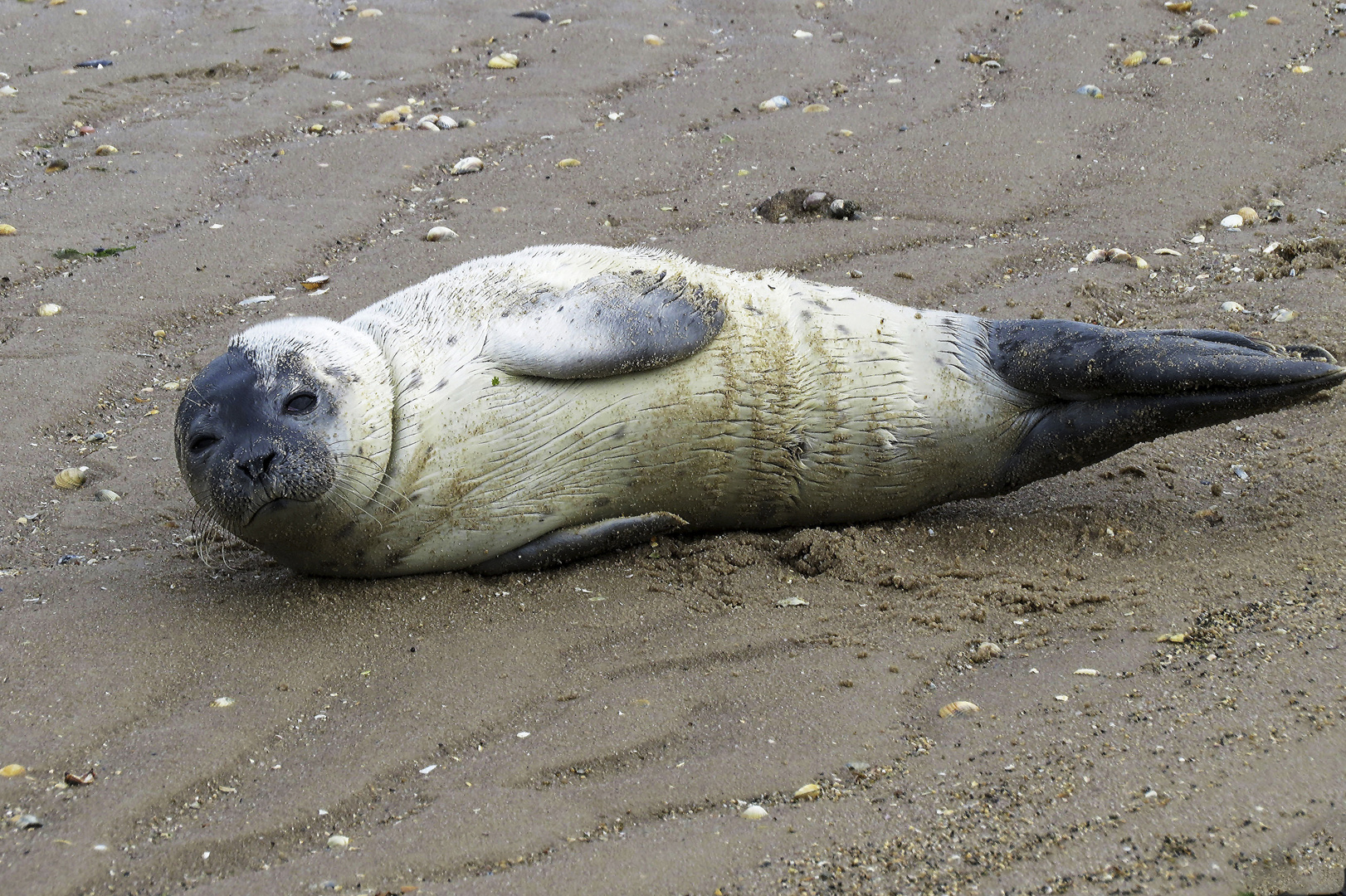 Jungrobbe an der Nordsee