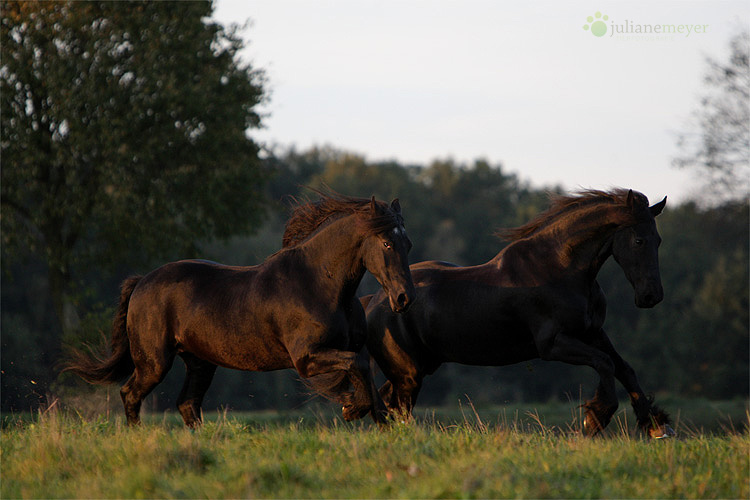 Jungs im Abendlicht