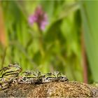 Jungs - seht euch nur unseren schönen Gartenteich an...!