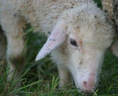 "Jungschaf im Schutz der Mutter"