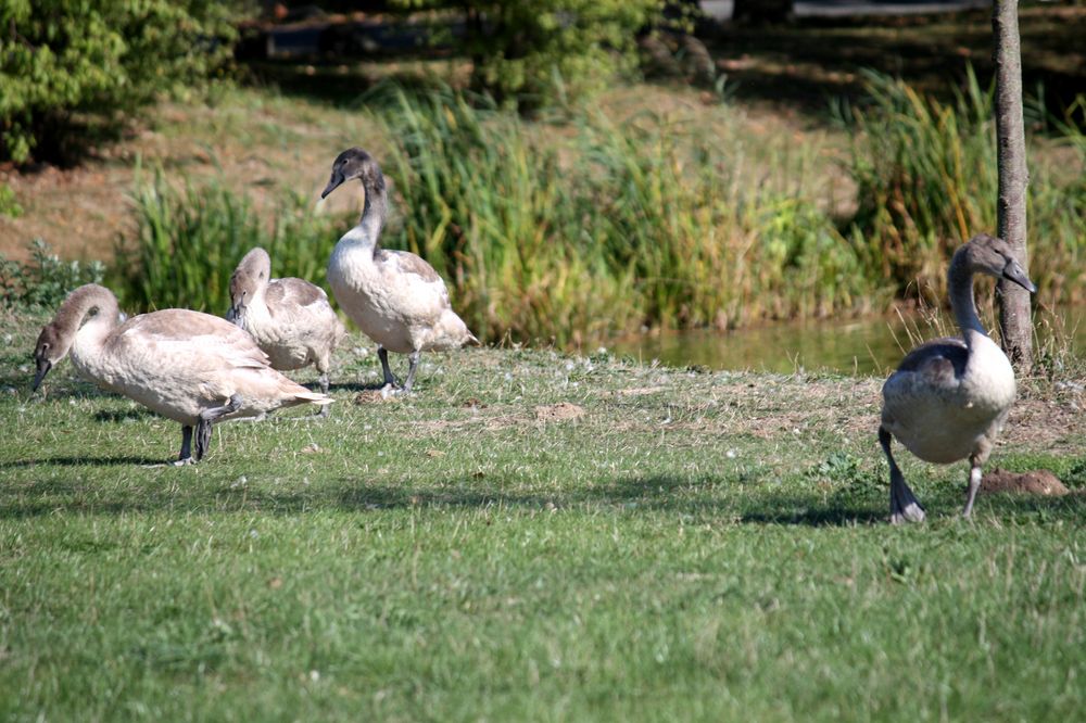 Jungschwäne am See